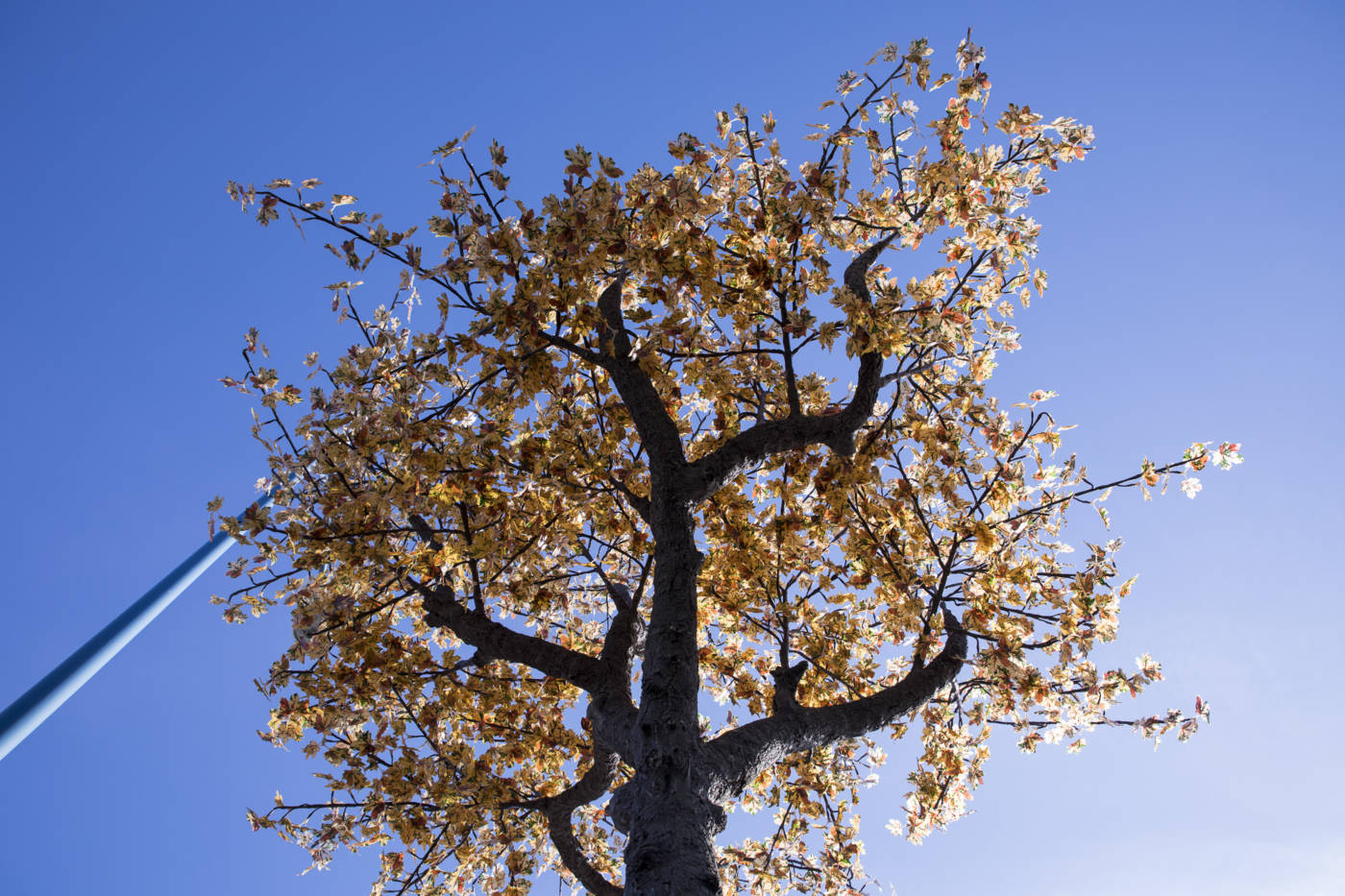 arbre-lumineux-erable-location-mariage-evenement-02