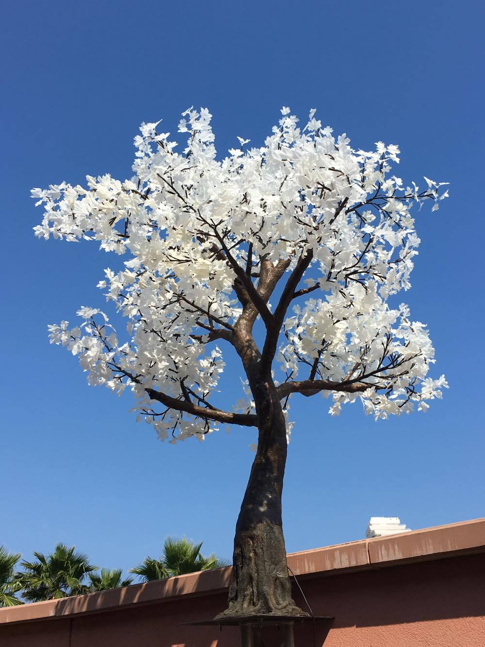 Erable lumineux feuilles blanches 4