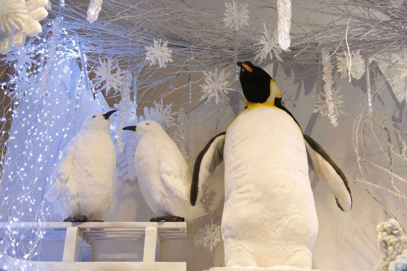 D‚coration de vitrine _ collection polaire - les pingouins