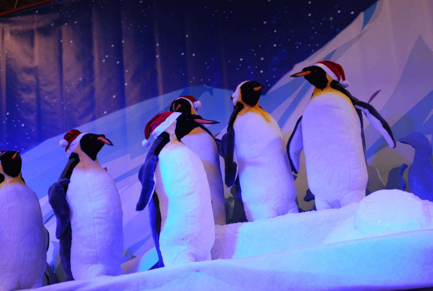 Pingouins1